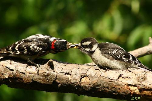Downy Woodpeckers by Indiana Ivy Nature Photographer is licensed under CC BY 2.0